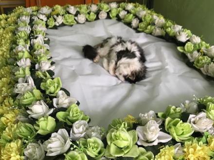 长沙宠物殡仪策划