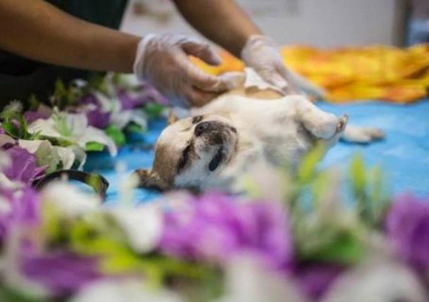 长沙宠物殡葬师